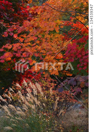 八千穗高原上的秋葉和銀草 134539347