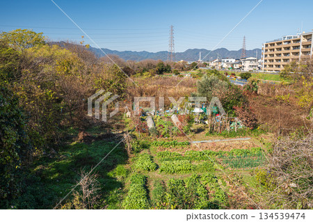 Vegetable fields on the banks of the Katsura River, Kyoto City 134539474