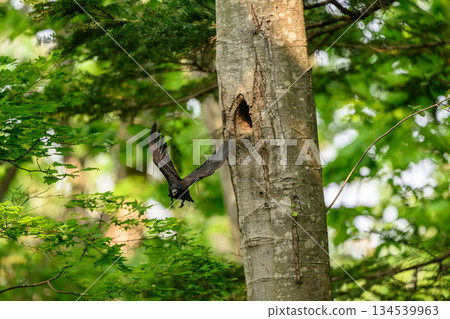 Black woodpecker raising a child 134539963