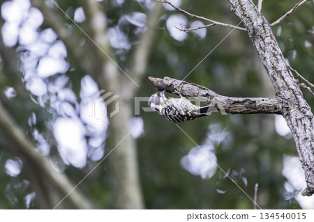 A Japanese Pygmy Woodpecker perched on a tree trunk searching for food A Japanese Pygmy Woodpecker perched on a tree trunk searching for food 134540015