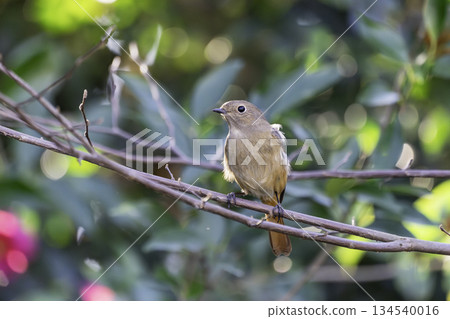 A female Daurian redstart perched on a branch in the forest A female Daurian redstart perched on a branch in the forest 134540016