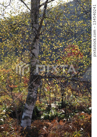 White birch and yellow leaves of Norikura Plateau 134540241