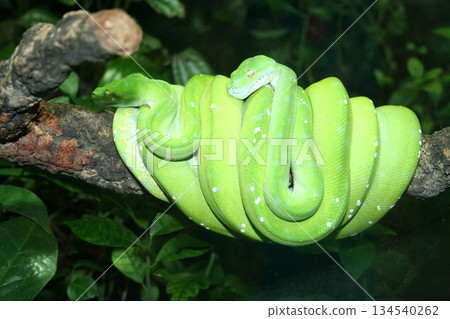 A snake A snake 134540262