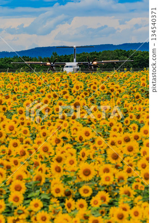 Summer in Hokkaido, with blue skies and clouds, sunflower fields and airplanes 134540371
