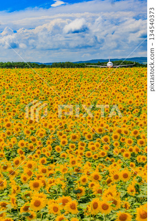 Sunflower fields in full bloom and passenger planes at Memanbetsu Airport Sunflower fields in full bloom and passenger planes at Memanbetsu Airport 134540373