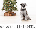 Miniature Schnauzer sitting next to a Christmas tree 134540551