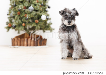 一隻迷你雪納瑞犬坐在聖誕樹旁。 一隻迷你雪納瑞犬坐在聖誕樹旁。 134540551