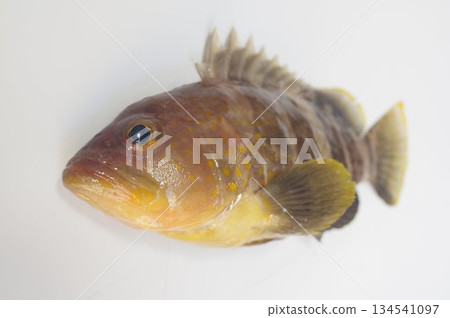 藍石斑魚（青畑）－鳥瞰圖（淺景深） 一種石斑魚科的鹹水魚，分佈於日本中部以南地區 134541097