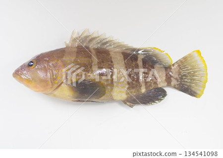 Blue grouper (Aobata): A saltwater fish of the grouper family found in central and southern Japan 134541098