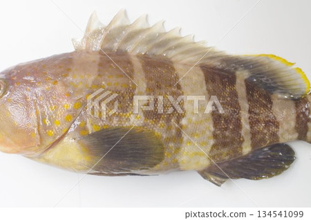 藍石斑魚（青畑）－側視圖放大－一種分佈於日本中部和南部的石斑魚科海洋魚類 134541099