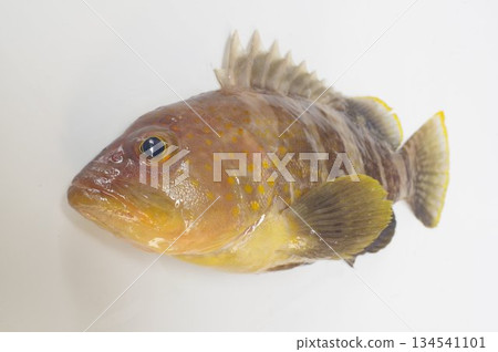 藍石斑魚（青畑）－鳥瞰圖（景深較大） 一種石斑魚科的鹹水魚，分佈於日本中部以南地區 134541101