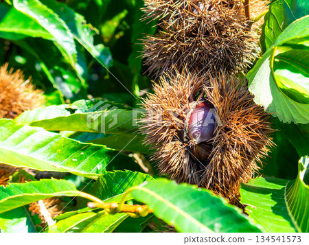 Autumn taste: delicious-looking chestnuts ripening abundantly Autumn taste: delicious-looking chestnuts ripening abundantly 134541573