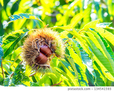 Autumn taste: delicious-looking chestnuts ripening abundantly Autumn taste: delicious-looking chestnuts ripening abundantly 134541593