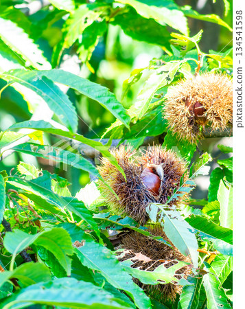 Autumn taste: delicious-looking chestnuts ripening abundantly 134541598