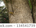 樹幹上生長的蘑菇 134541739