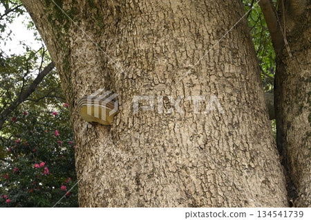 Mushrooms growing on tree trunks 134541739