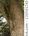 樹幹上生長的蘑菇 134541740