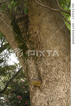 樹幹上生長的蘑菇 134541740