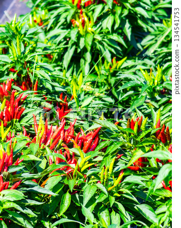秋季收穫季節：成熟、鮮紅、看起來很辣的辣椒 134541753