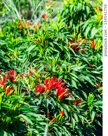 秋季收穫季節:成熟、鮮紅、看起來很辣的辣椒 秋季收穫季節:成熟、鮮紅、看起來很辣的辣椒 134541759