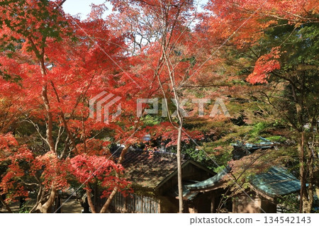 在太宰府灶門神社，一棟房屋掩映在絢麗的秋葉之中。 134542143