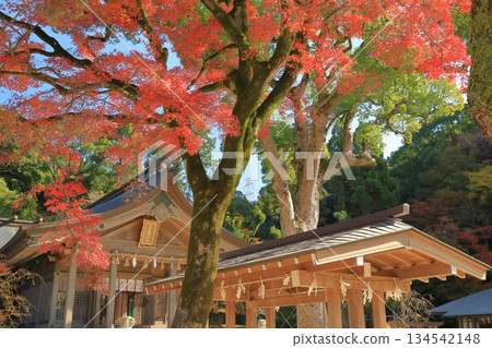 太宰府灶門神社的主殿被秋葉裝點得美輪美奐。 134542148