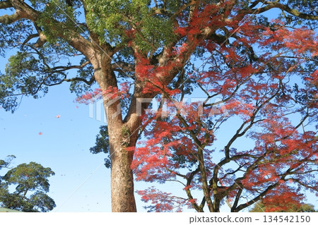 太宰府灶門神社絢麗的秋葉在風中翩翩起舞 太宰府灶門神社絢麗的秋葉在風中翩翩起舞 134542150
