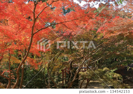 Beautiful autumn foliage scenery in the grounds of Dazaifu Kamado Shrine Beautiful autumn foliage scenery in the grounds of Dazaifu Kamado Shrine 134542153