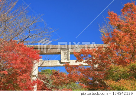 太宰府灶門神社的秋葉與藍天交相輝映，美不勝收。 134542159