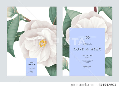 Floral wedding invitation card template design, white Semi-double Camellia flowers with leaves on white 134542603