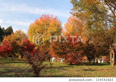 Maple garden Maple garden 134542883