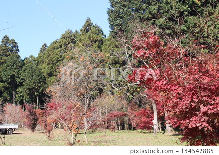 Maple garden Maple garden 134542885
