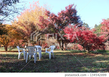 Maple garden Maple garden 134542899
