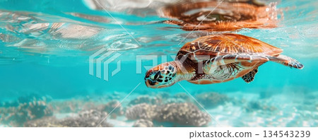 Sea turtle swims underwater in clear blue water. Sea turtle swims underwater in clear blue water. 134543239