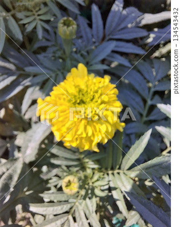 A vibrant yellow marigold blooms prominently in a garden bed, surrounded by soft green leaves 134543432