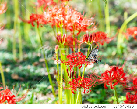 A seasonal sight in autumn: gorgeously blooming cluster amaryllis and swallowtail butterflies A seasonal sight in autumn: gorgeously blooming cluster amaryllis and swallowtail butterflies 134543459