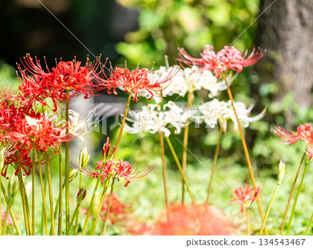 A seasonal sight in autumn: the gorgeous blooming of pure red and white spider lilies 134543467