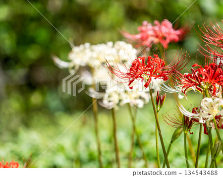 秋天的季節性景象:純紅和純白相間的蜘蛛百合競相綻放,美不勝收。 秋天的季節性景象:純紅和純白相間的蜘蛛百合競相綻放,美不勝收。 134543488