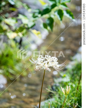 A seasonal sight in autumn: the pure white spider lilies blooming splendidly along the stream A seasonal sight in autumn: the pure white spider lilies blooming splendidly along the stream 134543493