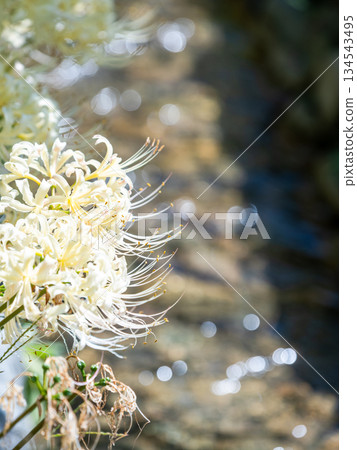 A seasonal sight in autumn: the pure white spider lilies blooming splendidly along the stream A seasonal sight in autumn: the pure white spider lilies blooming splendidly along the stream 134543495