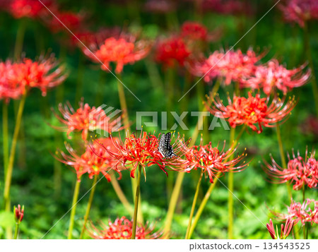秋季的季節性景象：盛開的簇生朱頂紅和鳳蝶。 134543525
