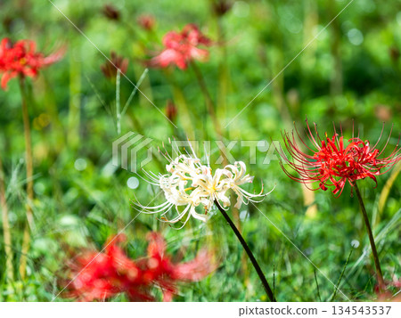 A seasonal sight in autumn: the gorgeous blooming of pure red and white spider lilies A seasonal sight in autumn: the gorgeous blooming of pure red and white spider lilies 134543537