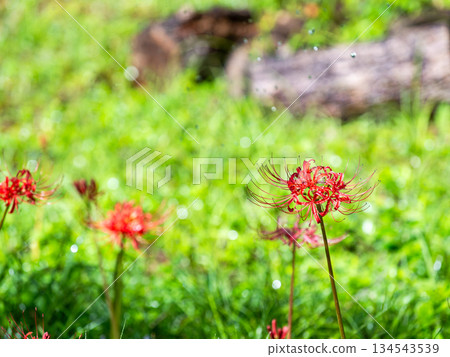 A seasonal sight in autumn: the gorgeous and pure blooming red spider lilies A seasonal sight in autumn: the gorgeous and pure blooming red spider lilies 134543539
