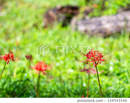 A seasonal sight in autumn: the gorgeous and pure blooming red spider lilies 134543540