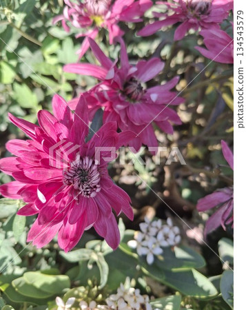 Close-up of bright pink chrysanthemum flowers with detailed petals and a dark center, set against a backdrop of green foliage Close-up of bright pink chrysanthemum flowers with detailed petals and a dark center, set against a backdrop of green foliage 134543579