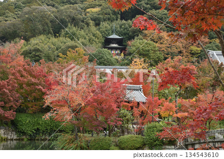 永觀禪林寺的秋天:楓樹環繞的多寶塔(京都市左京區) 永觀禪林寺的秋天:楓樹環繞的多寶塔(京都市左京區) 134543610