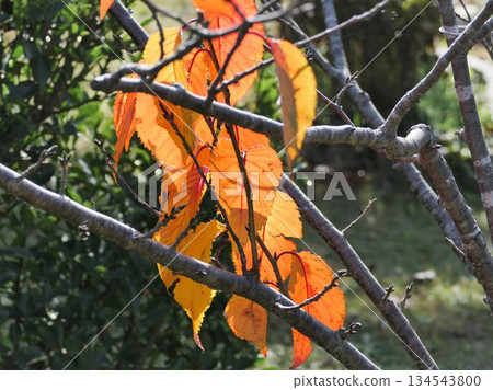 Autumn leaves of Oshima cherry blossoms 4. New buds in August due to lack of water Autumn leaves of Oshima cherry blossoms 4. New buds in August due to lack of water 134543800