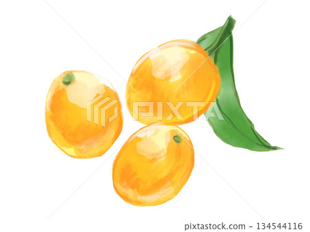 手繪水彩插圖，描繪了一個看起來新鮮美味的橙色金桔。 134544116