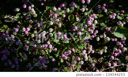 姬鶴蕎麥麵 134544253