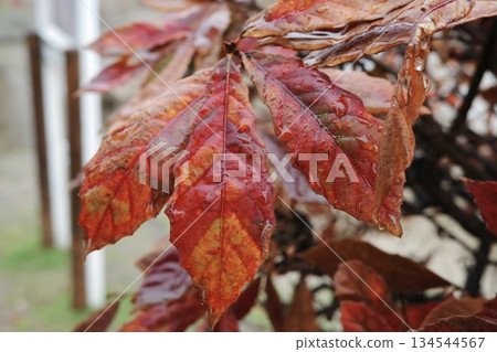 Red leaves wet with rain. A natural landscape that evokes the coming of autumn and the feeling of the mellow season. 134544567